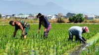 Babinsa Koramil Lowokwaru Dampingi Petani Bersihkan Gulma pada Padi