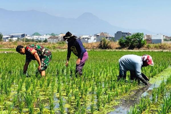 Babinsa Koramil Lowokwaru Dampingi Petani Bersihkan Gulma pada Padi
