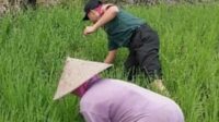 Babinsa Koramil Lowokwaru dampingi petani pantau tanaman padi. (ist) - Babinsa Koramil Lowokwaru Dampingi Petani Pantau Tanaman Padi
