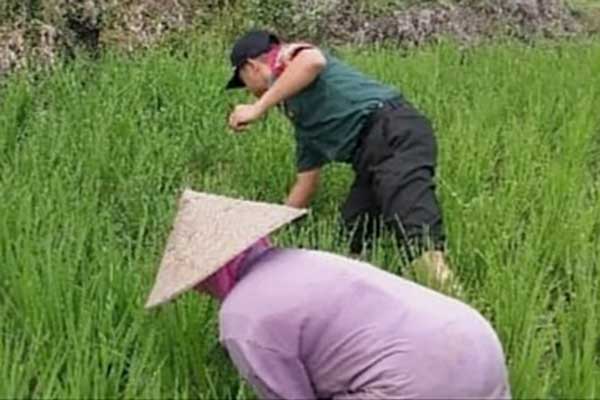 Babinsa Koramil Lowokwaru dampingi petani pantau tanaman padi. (ist) - Babinsa Koramil Lowokwaru Dampingi Petani Pantau Tanaman Padi