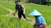 Babinsa Koramil Lowokwaru Dukung Ketahanan Pangan di Lahan Pertanian Tunggulwulung