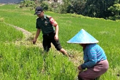 Babinsa Koramil Lowokwaru Dukung Ketahanan Pangan di Lahan Pertanian Tunggulwulung