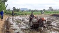 Babinsa Koramil Sukun Dampingi Petani Mulyorejo Tingkatkan Ketahanan Pangan