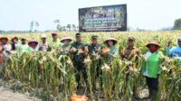Danrem 083/Bdj turut panen raya padi dan jagung di Turen. (penrem083) - Danrem 083/Bdj Panen Raya Padi dan Jagung di Turen, Dukung Program Ketahanan Pangan