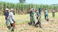 Kodim 0833/Kota Malang Aktif Dampingi Petani, Komitmen Wujudkan Ketahanan Pangan Nasional