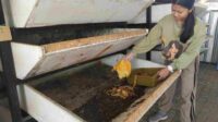 Rumah Magot Queen Mampu Mengurai Hampir 4 Ton Sampah Sebulan