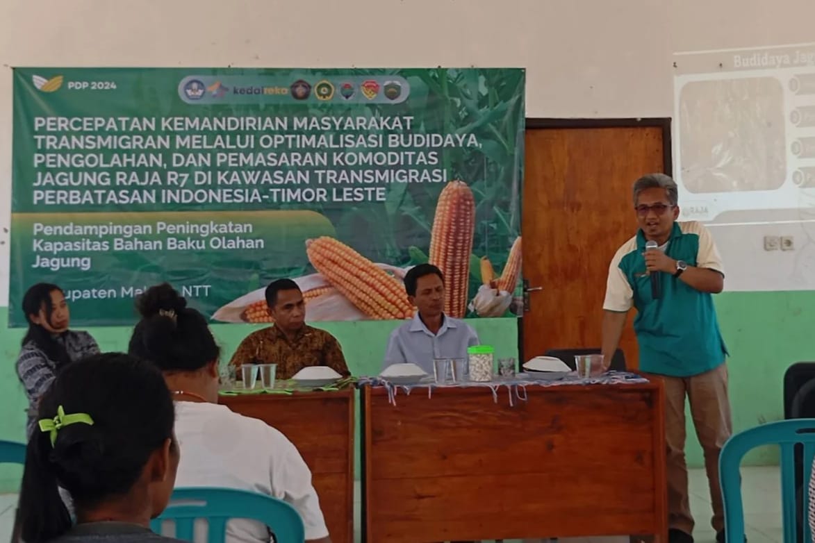 Dosen FP UB Kembangkan Jagung Raja R7 di NTT, Tingkatkan Produktivitas Masyarakat Transmigran
