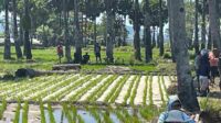 Tingkatkan Produktivitas Pangan, UB Terapkan Inovasi Pita Mulsa Organik di Malaka