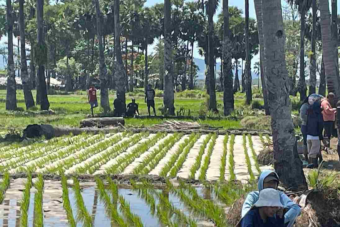 Tingkatkan Produktivitas Pangan, UB Terapkan Inovasi Pita Mulsa Organik di Malaka