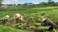Petani yang tengah memanen lombok di ladang. (Seru.co.id/wul) - Tiga Desa Kategori Pangan Rendah di Kabupaten Malang Menjadi Tahan Pangan