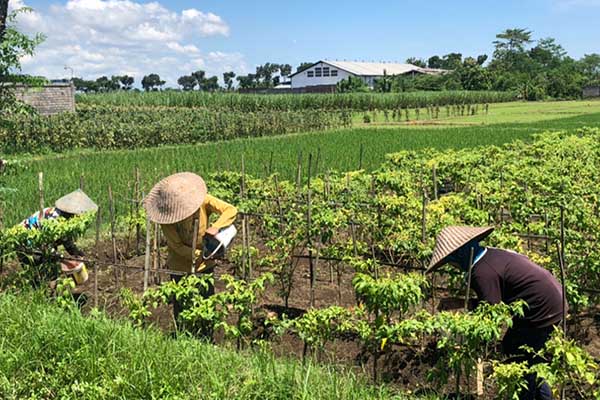 Petani yang tengah memanen lombok di ladang. (Seru.co.id/wul) - Tiga Desa Kategori Pangan Rendah di Kabupaten Malang Menjadi Tahan Pangan
