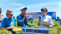 Pemkab Bojonegoro Gandeng BRIN Kembangkan Budi Daya Cabai Berbasis Kawasan