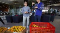 Pj Aries Apresiasi Kolaborasi Hotel Aston Inn dengan Petani Jeruk dan Seniman Lokal