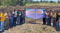 Dosen FP UB Kembangkan Jagung Raja R7 di NTT, Tingkatkan Produktivitas Masyarakat Transmigran