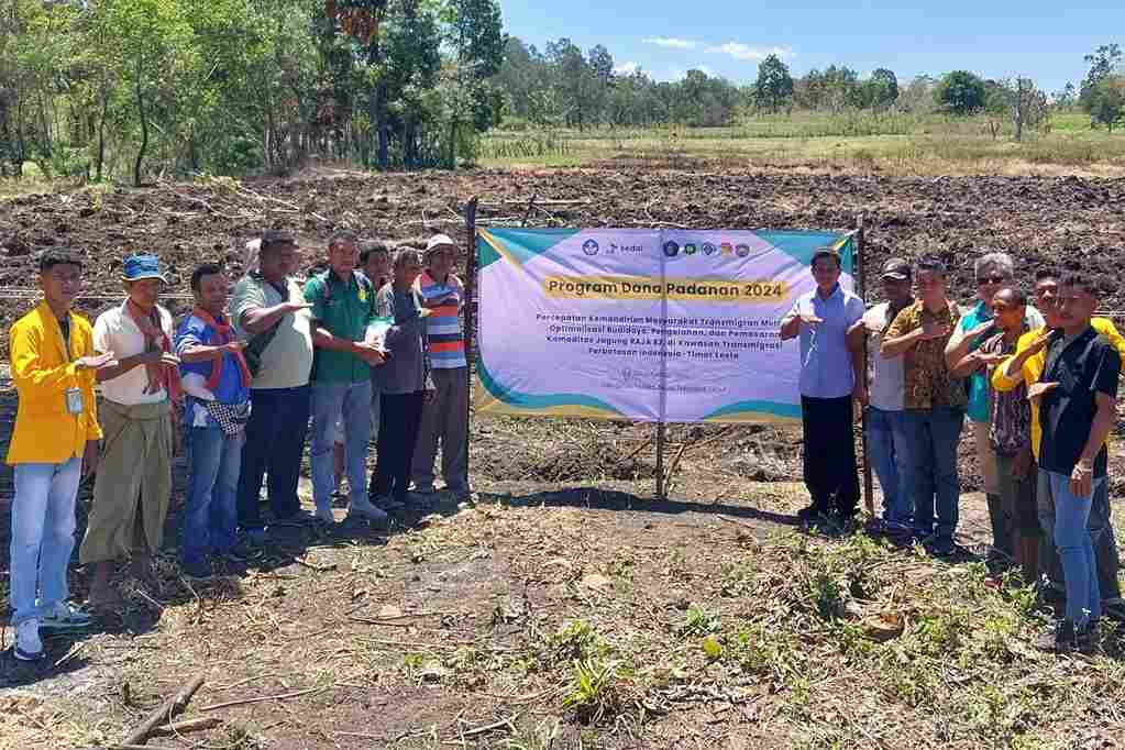 Dosen FP UB Kembangkan Jagung Raja R7 di NTT, Tingkatkan Produktivitas Masyarakat Transmigran