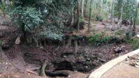 Umbulan Sengkareng Ambles, Ribuan Hektar Sawah Warga Terancam Kekeringan
