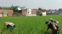 Babinsa Blimbing dampingi petani Purwantoro olah sawah wujudkan ketahanan pangan. (ist) - Babinsa Blimbing Dampingi Petani Purwantoro Olah Sawah Wujudkan Ketahanan Pangan