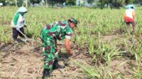 Babinsa Kedungkandang Dampingi Petani Arjowinangun Rawat Tanaman Jagung