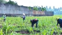 Babinsa Kedungkandang dampingi petani Buring rawat tanaman jagung. (ist) - Babinsa Kedungkandang Dampingi Petani Buring Rawat Tanaman Jagung