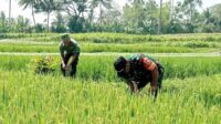 Babinsa Kedungkandang dampingi petani Cemorokandang rawat padi. (ist) - Babinsa Kedungkandang Dampingi Petani Cemorokandang Rawat Padi