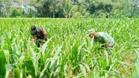 Babinsa Kedungkandang dukung petani Cemorokandang olah lahan pertanian jagung. (ist) - Babinsa Kedungkandang Dukung Petani Cemorokandang Olah Lahan Pertanian Jagung