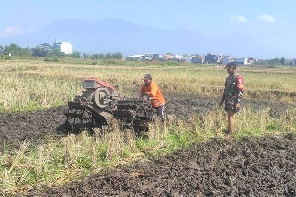 Babinsa Koramil Lowokwaru Bantu Garap Sawah Petani Tlogomas