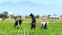 Babinsa Lowokwaru dukung petani Jatimulyo merawat bibit benih padi. (ist) - Babinsa Lowokwaru Dukung Petani Jatimulyo Merawat Bibit Benih Padi