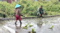 Babinsa Lowokwaru Pendampingan Kelompok Tani Tlogomas