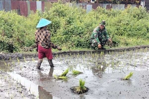 Babinsa Lowokwaru Pendampingan Kelompok Tani Tlogomas