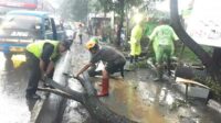 Babinsa Sukun bersama warga Gadang evakuasi pohon tumbang. (ist) - Babinsa Sukun Bersama Warga Gadang Gerak Cepat Evakuasi Pohon Tumbang