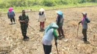 Babinsa Kedungkandang Dampingi Petani Buring Tanam Jagung