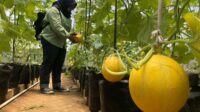 Salah satu pengunjung yang hendak memetik melon golden inthanondi. (Seru.co.is/wul) - Turut Entaskan Stunting, Petani Melon Golden Inthanondi Sisihkan Hasil Penjualan untuk Penuhi Kebutuhan Gizi