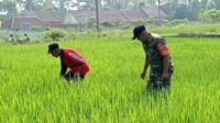 Sinergi TNI dan petani wujudkan ketahanan pangan di Cemorokandang. (ist) - Sinergi TNI dan Petani Wujudkan Ketahanan Pangan di Cemorokandang