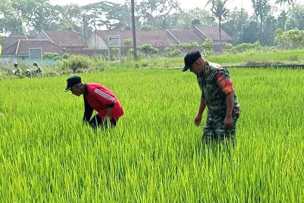 Sinergi TNI dan petani wujudkan ketahanan pangan di Cemorokandang. (ist) - Sinergi TNI dan Petani Wujudkan Ketahanan Pangan di Cemorokandang