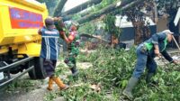 Babinsa Arjowinangun bantu evakuasi pohon tumbang. (ist) - Babinsa Arjowinangun Bantu Evakuasi Pohon Tumbang