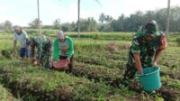 Babinsa Kedungkandang Bantu Petani Arjowinangun Wujudkan Ketahanan Pangan Nasional