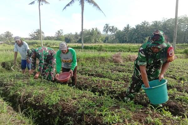 Babinsa Kedungkandang Bantu Petani Arjowinangun Wujudkan Ketahanan Pangan Nasional
