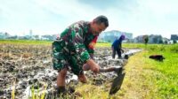 Babinsa Koramil Lowokwaru Dampingi Petani Jatimulyo Membuat Pematang Sawah