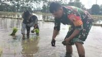 Babinsa Koramil Lowokwaru Dampingi Petani Tunggulwulung Tanam Padi