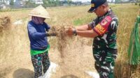 Babinsa Sukun Dampingi Petani Panen Padi di Kebonsari