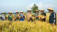 Dukung Ketahanan Pangan, Koramil Kedungkandang Dampingi Ubinan Padi Wonokoyo