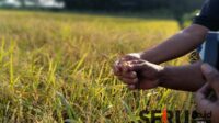 Petani di Jember. (Seru.co.id/amb) - Pupuk Subsidi di Jember Langka, Daftar E-RDKK Lewat Kelompok Tani Lebih Mudah