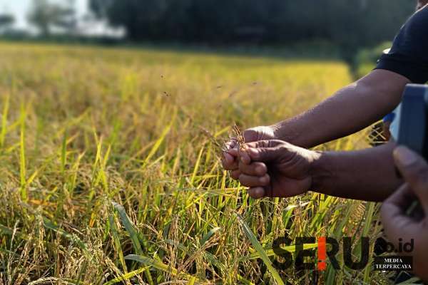 Petani di Jember. (Seru.co.id/amb) - Pupuk Subsidi di Jember Langka, Daftar E-RDKK Lewat Kelompok Tani Lebih Mudah