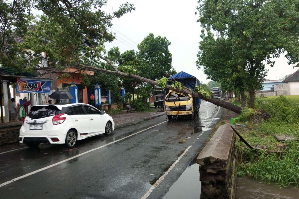 Pohon tumbang yang diakibatkan dari cuaca ekstrem di Kecamatan Pakisaji, Kabupaten Malang. (ist) - Prediksi BMKG: Jawa Timur Dilanda Cuaca Ekstrem 16 - 22 November 2024