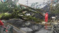 Pohon Ukuran Besar di Pakisaji Tumbang, Akses Jalan Lumpuh Total