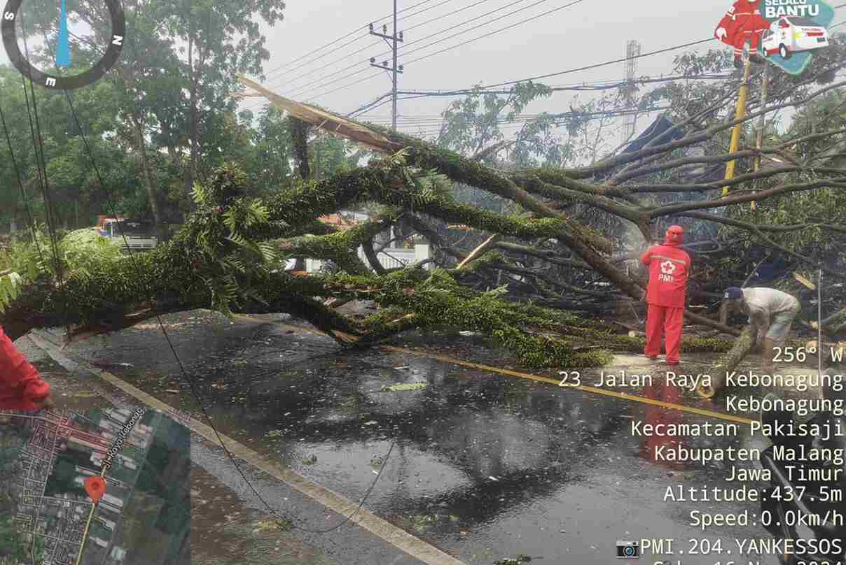 Pohon Ukuran Besar di Pakisaji Tumbang, Akses Jalan Lumpuh Total