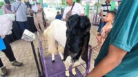 Ternak peserta lomba saat ditimbang oleh panitia. (ist) - Pemkab Bojonegoro Gelar Kontes dan Pameran Ternak, Hadirkan Ternak Unggulan dari 28 Kecamatan