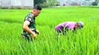 Babinsa Koramil Lowokwaru Dampingi Petani Jatimulyo Bersihkan Rumput Liar