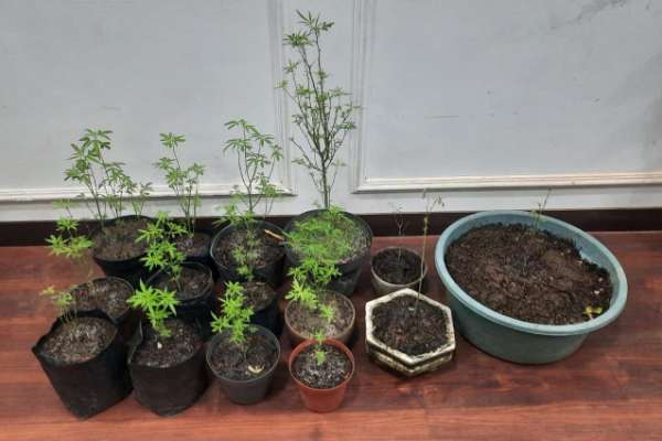 Barang bukti ganja yang ditanam pelaku AM. (ist) - Kedapatan Tanam Ganja di Pekarangan Rumah, Pria Wonosari Diringkus Polisi