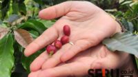 Buah kopi arabika Sumadi dari lereng Gunung Arjuna. (rhd) - Binaan BI Malang, Kopi Arabika Gunung Arjuna 'Sumadi' Pasok Ekspor 12 Ton